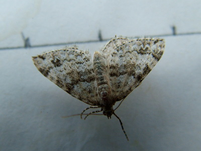 Twin-spot Carpet